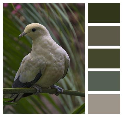 Imperial Pigeon Ducula Bird Image